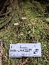  ( - FDS-CA-02223)  @11 [ ] by (2024) Mandy Hackney Fungal Diversity Survey