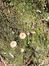 ( - FDS-CA-02223)  @11 [ ] by (2024) Mandy Hackney Fungal Diversity Survey