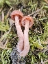  ( - FDS-CA-02210)  @11 [ ] by (2024) Mandy Hackney Fungal Diversity Survey