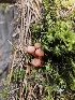 ( - FDS-CA-02210)  @11 [ ] by (2024) Mandy Hackney Fungal Diversity Survey