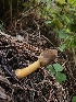  ( - FDS-CA-02238)  @11 [ ] by (2024) Mandy Hackney Fungal Diversity Survey