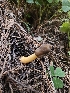  ( - FDS-CA-02238)  @11 [ ] by (2024) Mandy Hackney Fungal Diversity Survey