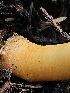  ( - FDS-CA-02238)  @11 [ ] by (2024) Mandy Hackney Fungal Diversity Survey