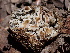  (Geopora sp. CA04 - FDS-CA-01639)  @11 [ ] c (2024) Rudy Diaz Fungal Diversity Survey