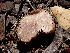  ( - FDS-CA-01640)  @11 [ ] c (2024) Rudy Diaz Fungal Diversity Survey