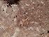 ( - FDS-CA-01640)  @11 [ ] c (2024) Rudy Diaz Fungal Diversity Survey