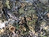  (Tricharina - FDS-CA-03701)  @11 [ ] by-nc (2024) Stu Pickell Fungal Diversity Survey