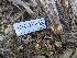  ( - FDS-CA-03701)  @11 [ ] by-nc (2024) Stu Pickell Fungal Diversity Survey