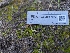 (Panaeolus sp. CA03 - FDS-CA-03702)  @11 [ ] by-nc (2024) Stu Pickell Fungal Diversity Survey