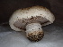  ( - FDS-CA-01652)  @11 [ ] c (2024) Rudy Diaz Fungal Diversity Survey
