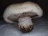 ( - FDS-CA-01652)  @11 [ ] c (2024) Rudy Diaz Fungal Diversity Survey