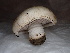  ( - FDS-CA-01652)  @11 [ ] c (2024) Rudy Diaz Fungal Diversity Survey