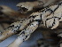  (Endoconidioma - FDS-CA-01590)  @11 [ ] c (2024) Rudy Diaz Fungal Diversity Survey