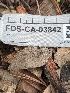  ( - FDS-CA-03842)  @11 [ ] by-nc (2024) Stu Pickell Fungal Diversity Survey