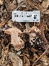  (Cortinarius sp. CA58 - FDS-CA-03843)  @11 [ ] by-nc (2024) Stu Pickell Fungal Diversity Survey