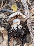  ( - FDS-CA-03843)  @11 [ ] by-nc (2024) Stu Pickell Fungal Diversity Survey