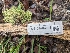  ( - FDS-CA-03848)  @11 [ ] by-nc (2024) Stu Pickell Fungal Diversity Survey