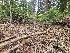  ( - FDS-CA-03594)  @11 [ ] by-nc (2024) Fresno Mycology Society Fungal Diversity Survey