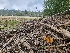  ( - FDS-CA-03594)  @11 [ ] by-nc (2024) Fresno Mycology Society Fungal Diversity Survey