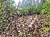  ( - FDS-CA-03595)  @11 [ ] by-nc (2024) Fresno Mycology Society Fungal Diversity Survey