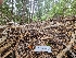  (Caloscypha sp. CA02 - FDS-CA-03597)  @11 [ ] by-nc (2024) Fresno Mycology Society Fungal Diversity Survey