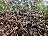  ( - FDS-CA-03598)  @11 [ ] by-nc (2024) Fresno Mycology Society Fungal Diversity Survey