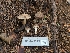  ( - FDS-CA-03599)  @11 [ ] by-nc (2024) Fresno Mycology Society Fungal Diversity Survey
