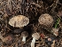  ( - FDS-CA-03599)  @11 [ ] by-nc (2024) Fresno Mycology Society Fungal Diversity Survey