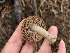 ( - FDS-CA-03599)  @11 [ ] by-nc (2024) Fresno Mycology Society Fungal Diversity Survey