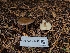  ( - FDS-CA-04201)  @11 [ ] by-nc (2024) Fresno Mycology Society Fungal Diversity Survey