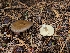  ( - FDS-CA-04201)  @11 [ ] by-nc (2024) Fresno Mycology Society Fungal Diversity Survey