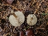  ( - FDS-CA-04201)  @11 [ ] by-nc (2024) Fresno Mycology Society Fungal Diversity Survey
