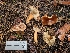  ( - FDS-CA-04202)  @11 [ ] by-nc (2024) Fresno Mycology Society Fungal Diversity Survey