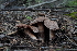  ( - FDS-CA-03593)  @11 [ ] by-nc (2024) Fresno Mycology Society Fungal Diversity Survey