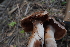  ( - FDS-CA-03593)  @11 [ ] by-nc (2024) Fresno Mycology Society Fungal Diversity Survey