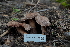  (Cortinarius brunneovernus - FDS-CA-03593)  @11 [ ] by-nc (2024) Fresno Mycology Society Fungal Diversity Survey
