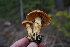  ( - FDS-CA-03594)  @11 [ ] by-nc (2024) Fresno Mycology Society Fungal Diversity Survey