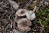  ( - FDS-CA-03595)  @11 [ ] by-nc (2024) Fresno Mycology Society Fungal Diversity Survey