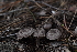  ( - FDS-CA-03595)  @11 [ ] by-nc (2024) Fresno Mycology Society Fungal Diversity Survey