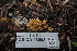  ( - FDS-CA-03598)  @11 [ ] by-nc (2024) Fresno Mycology Society Fungal Diversity Survey