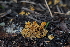  ( - FDS-CA-03598)  @11 [ ] by-nc (2024) Fresno Mycology Society Fungal Diversity Survey