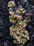  ( - FDS-CA-00200)  @11 [ ] by-nc (2024) Taye Bright Fungal Diversity Survey