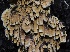  ( - FDS-CA-00200)  @11 [ ] by-nc (2024) Taye Bright Fungal Diversity Survey