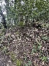  ( - FDS-CA-00111)  @11 [ ] by-nc (2024) Taye Bright Fungal Diversity Survey