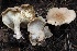  ( - FDS-CA-00111)  @11 [ ] by-nc (2024) Taye Bright Fungal Diversity Survey