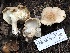  ( - FDS-CA-00111)  @11 [ ] by-nc (2024) Taye Bright Fungal Diversity Survey