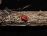  ( - FDS-CA-00123)  @11 [ ] by-nc (2024) Taye Bright Fungal Diversity Survey