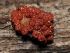  ( - FDS-CA-00123)  @11 [ ] by-nc (2024) Taye Bright Fungal Diversity Survey