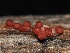  ( - FDS-CA-00123)  @11 [ ] by-nc (2024) Taye Bright Fungal Diversity Survey
