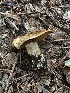  (Cortinarius fuscotomentosus - FDS-CA-01653)  @11 [ ] c (2024) Rudy Diaz Fungal Diversity Survey